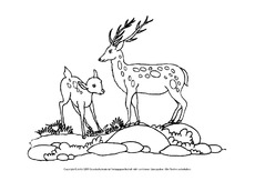 Ausmalbilder-Tiere-des-Waldes-C-1-13.pdf